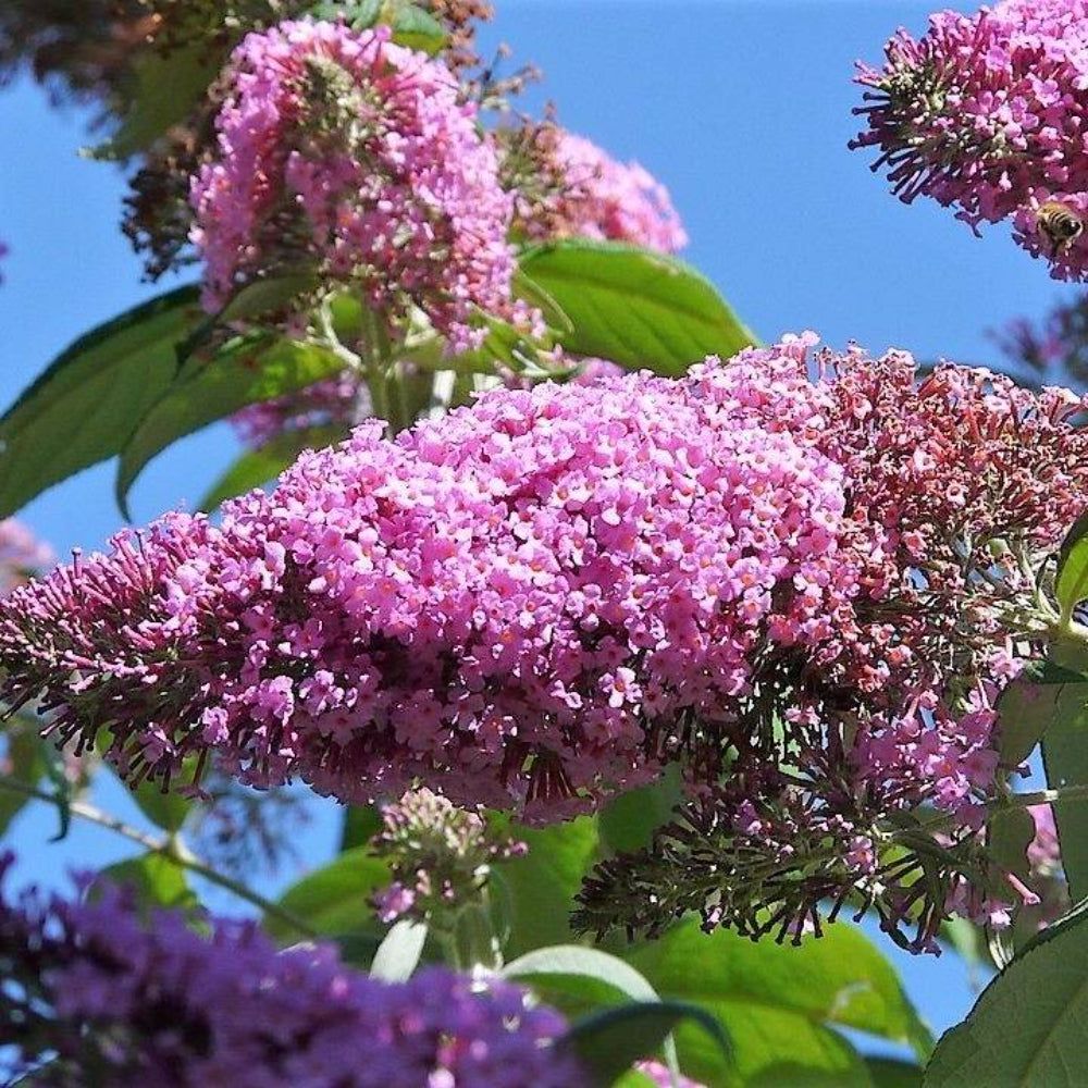 200 Mixed Colors Butterfly Bush Buddleia Davidii Flower Seeds | www.seedsplantworld.com