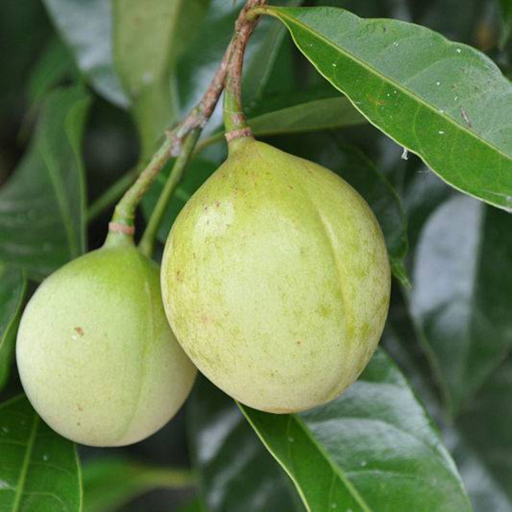 1 Nutmeg Tree Seeds | www.seedsplantworld.com