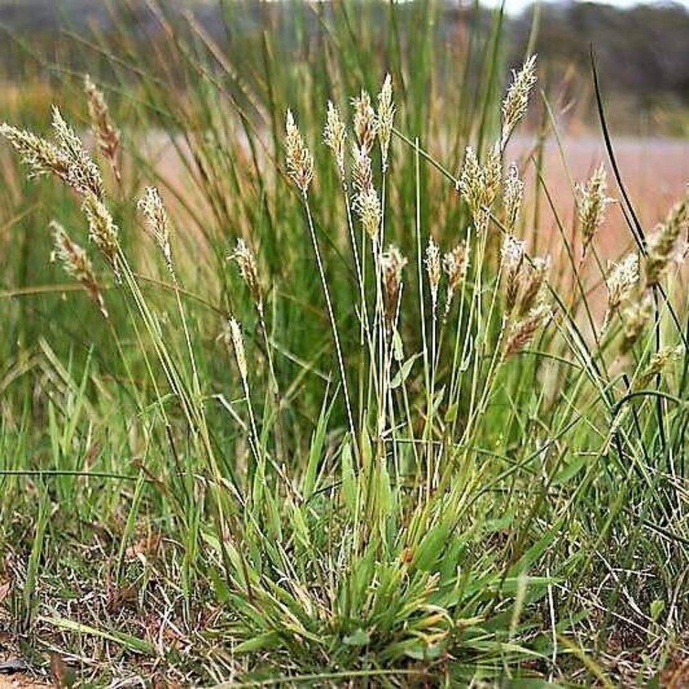 150 Sweet Vernal Grass Sweet Grass Seeds | www.seedsplantworld.com