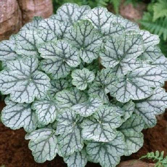 1200 Mixed Colors Coral Bells Heuchera Shade Flower Seeds | www.seedsplantworld.com