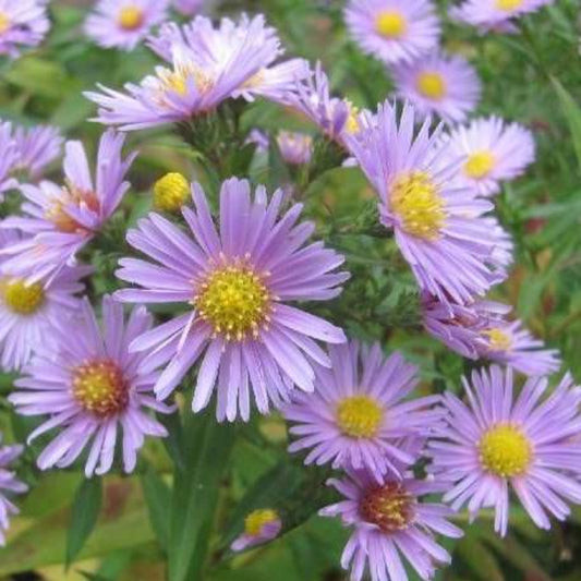 100 Heart Leaved Aster Cordifolius Blue Wood Aster Flower Seeds | www.seedsplantworld.com