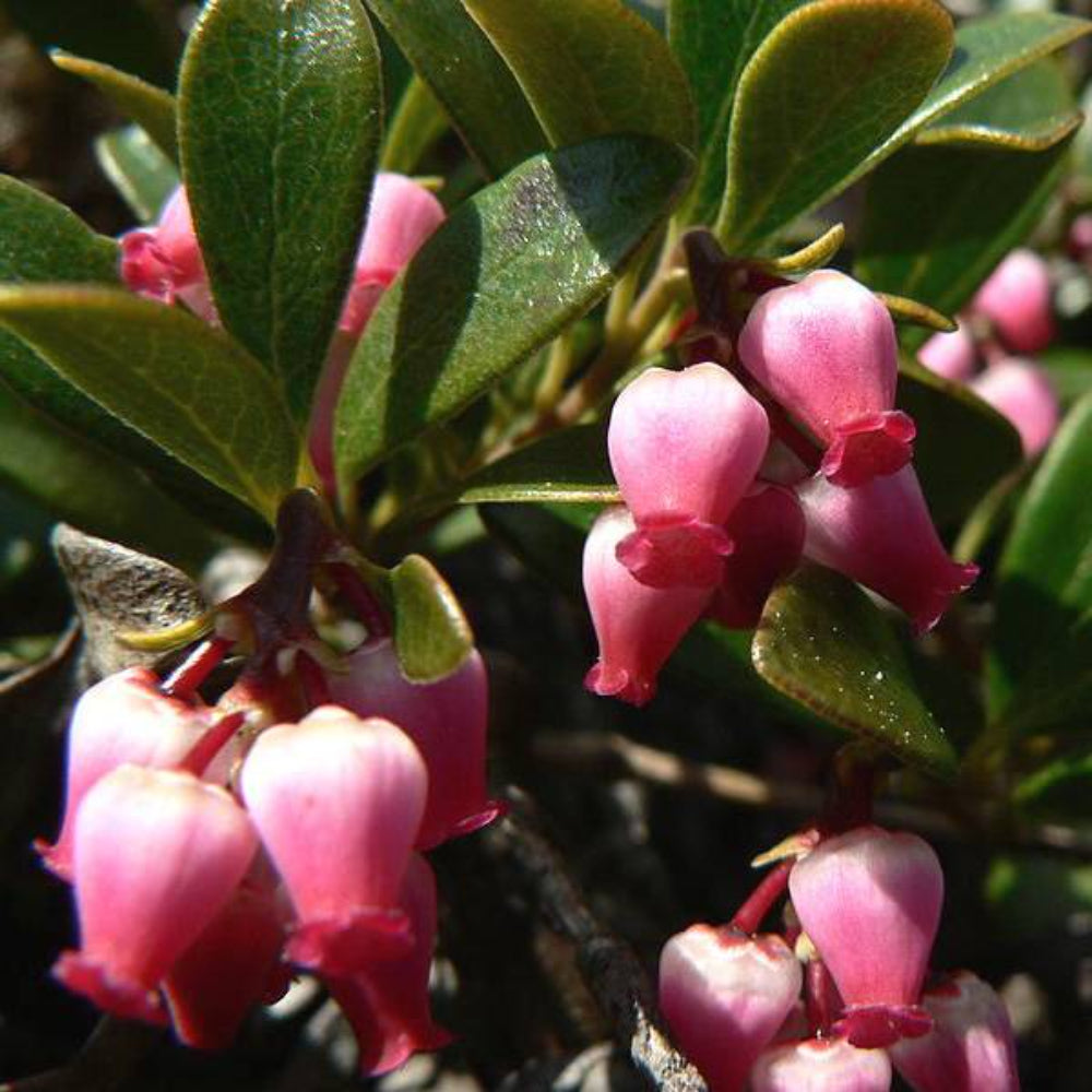 20 Bearberry Arctostaphylos Uva-Ursi Kinnikinnick Pinemat Manzanita Flower Seeds | www.seedsplantworld.com