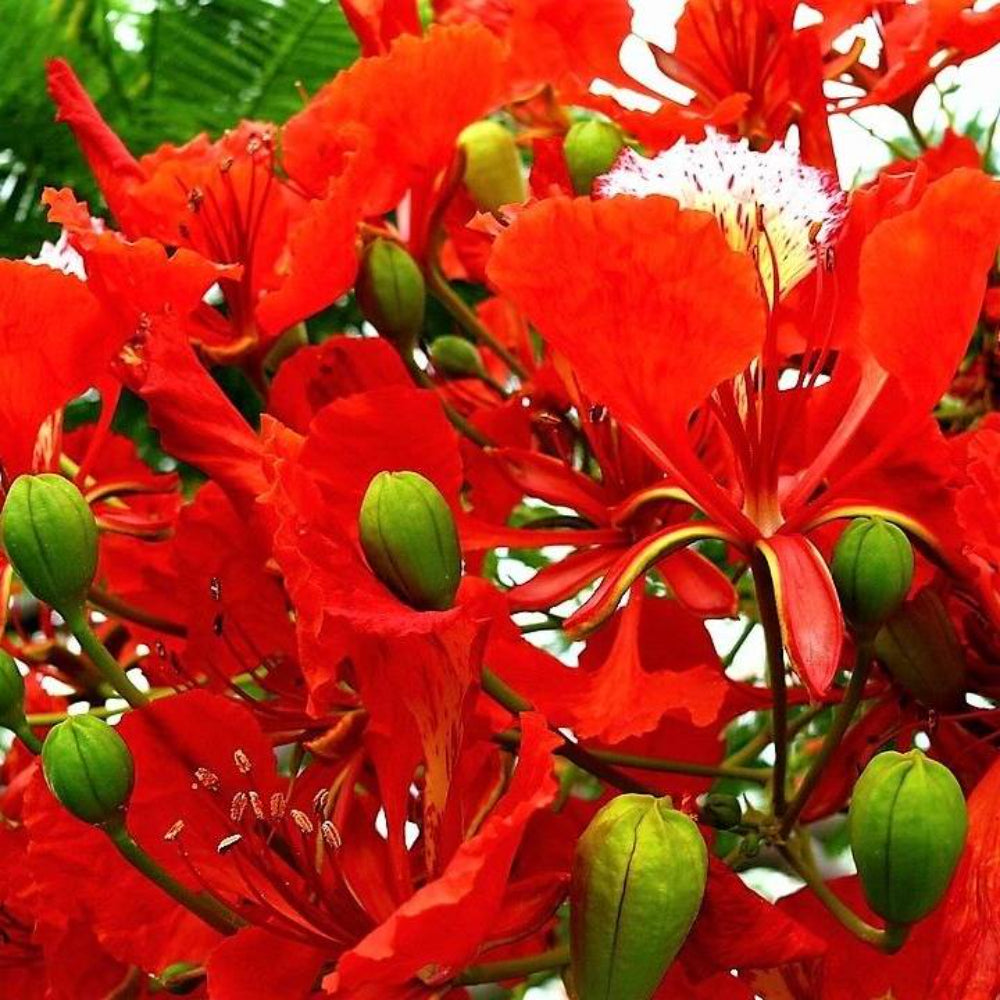 10 Royal Poinciana Tree Delonix Regia Aka Red Flame Flamboyant Tree Flower Seeds | www.seedsplantworld.com