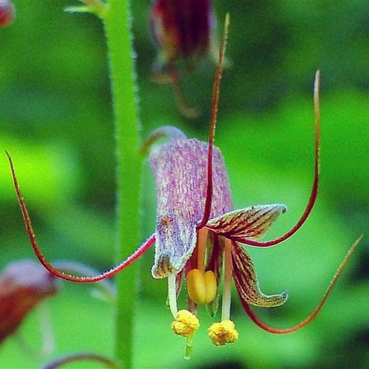 100 Piggyback Plant Youth On Age Tolmiea Thousand Mothers Menziesii Flower Seeds | www.seedsplantworld.com