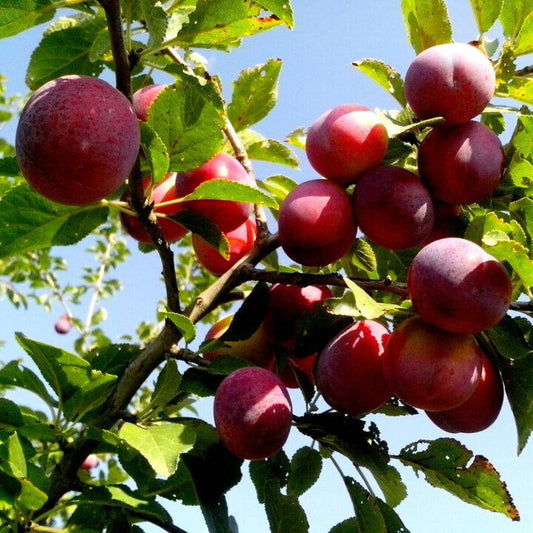 5 American Plum Prunus Americana Red Purple Fruit White Flower Shrub Tree Seeds | www.seedsplantworld.com