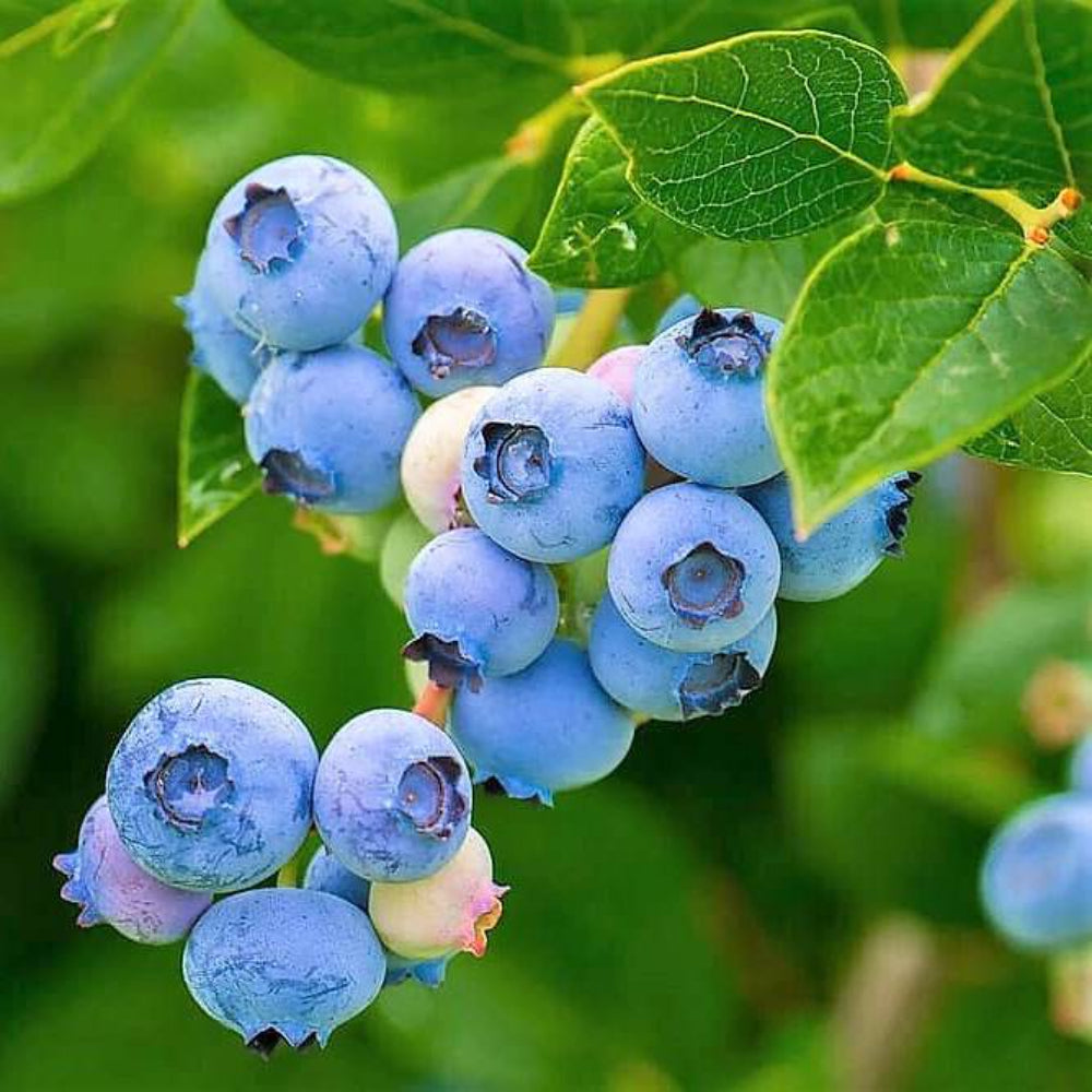 50 Southern Highbush Blueberry Fruit Seeds | www.seedsplantworld.com