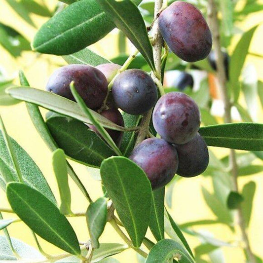 10 Canino Olive Tree Olea Europaea Edible European Common Green Black Fruit Seeds | www.seedsplantworld.com