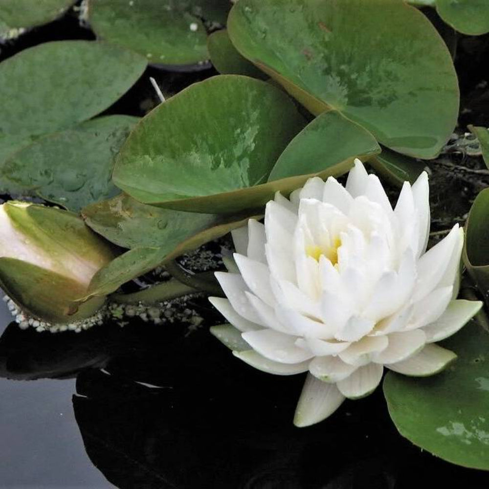 10 White Water Lily Flower Seeds | www.seedsplantworld.com