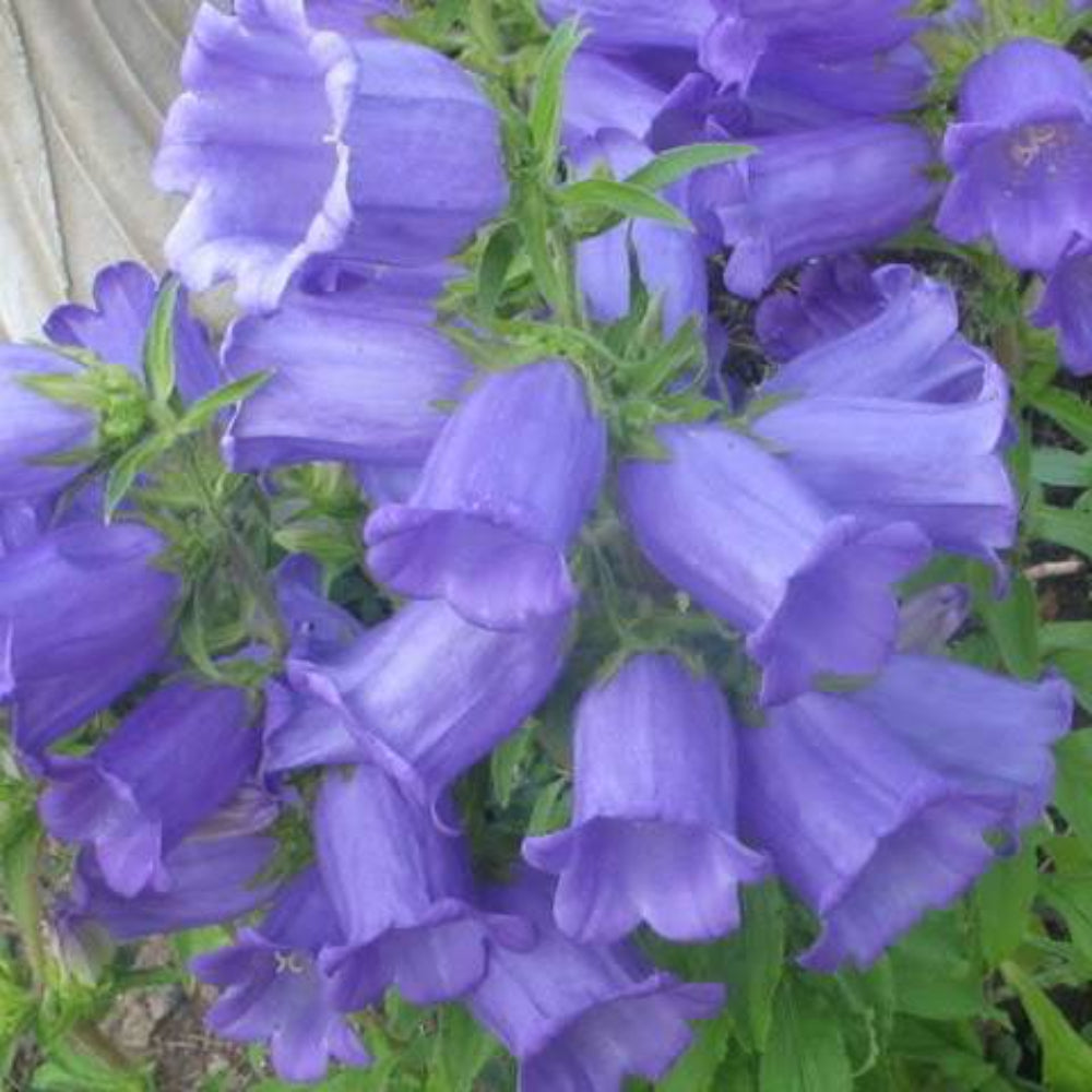 200 Blue Canterbury Bells - Campanula Medium Flower Seeds | www.seedsplantworld.com