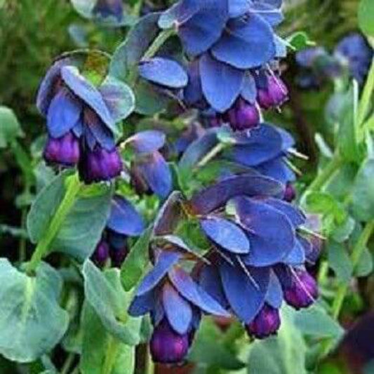 10 Blue Shrimp Plant / Honeywort Cerinthe Major Flower Seeds | www.seedsplantworld.com