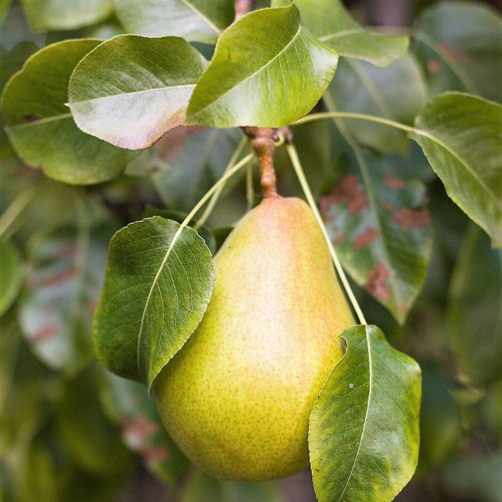 25 European Pear Tree Seeds | www.seedsplantworld.com