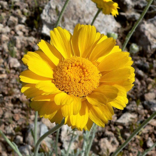 500 Yellow Desert Marigold Baileya Multiradiata Showy Drought Daisy Flower Seeds | www.seedsplantworld.com