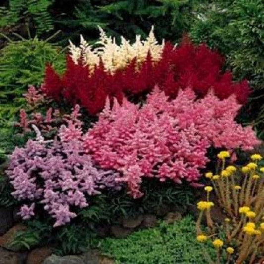 50 Mixed Colors Astilbe Bunter Simplicifolia Shade Flower Seeds | www.seedsplantworld.com