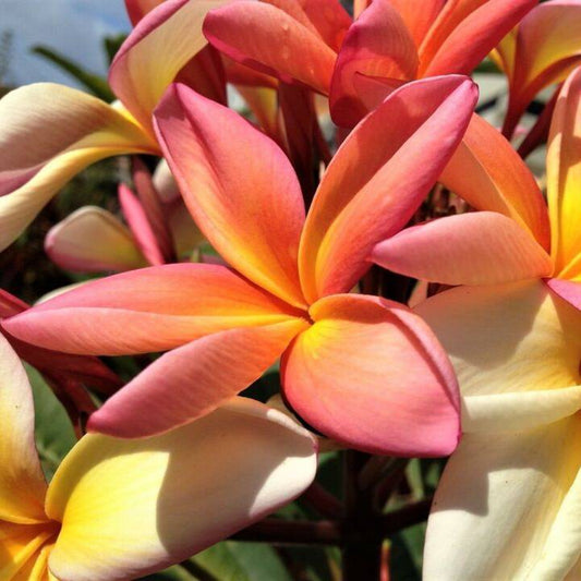 10 Mixed Colors Plumeria Flower Seeds | www.seedsplantworld.com