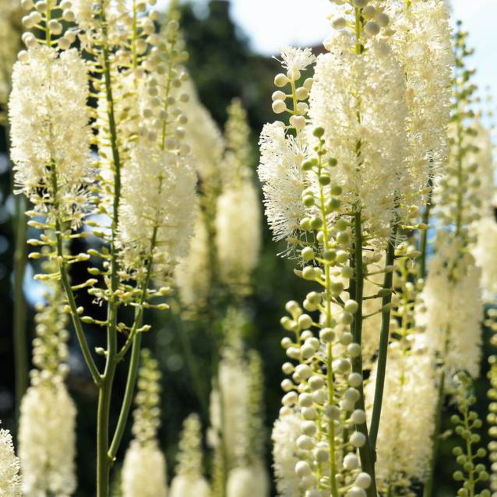 50 Black Cohosh Bugbane Actaea Racemosa Cimicifuga White Shade Flower Herb Seeds | www.seedsplantworld.com