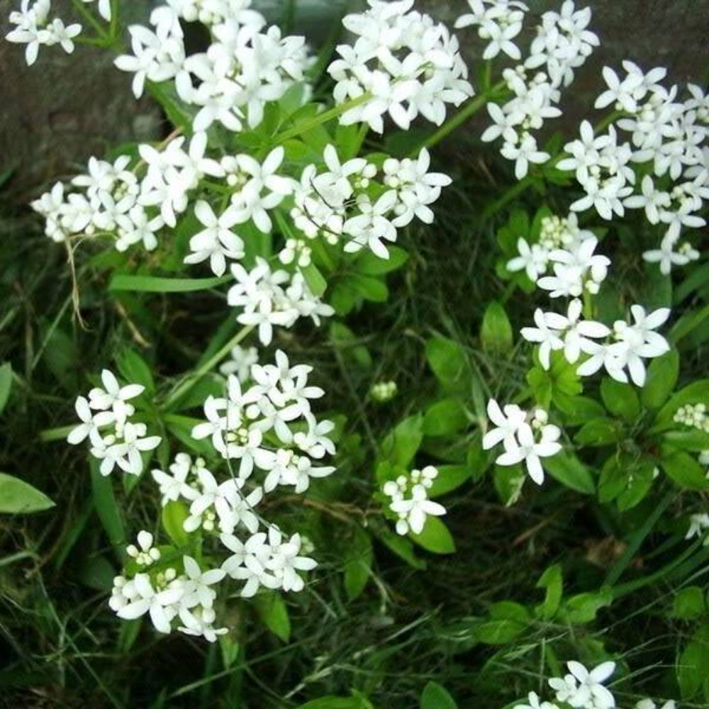 20 Sweet Woodruff Asperula Galium Odoratum Shade White Flower Seeds | www.seedsplantworld.com