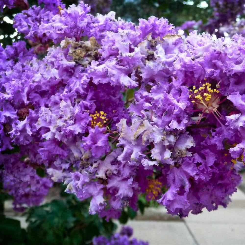 35 Purple Crepe Myrtle Crape Tree Shrub Seeds | www.seedsplantworld.com