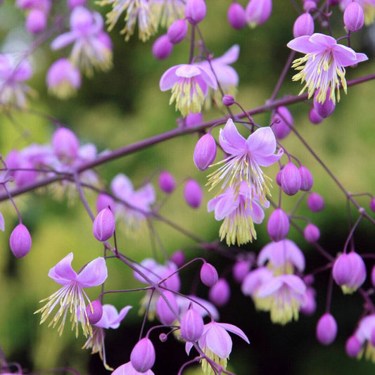 5 Chinese Meadow Rue Pink Yunnan Thalictrum Dipterocarpum Delavayi Flower Seeds | www.seedsplantworld.com