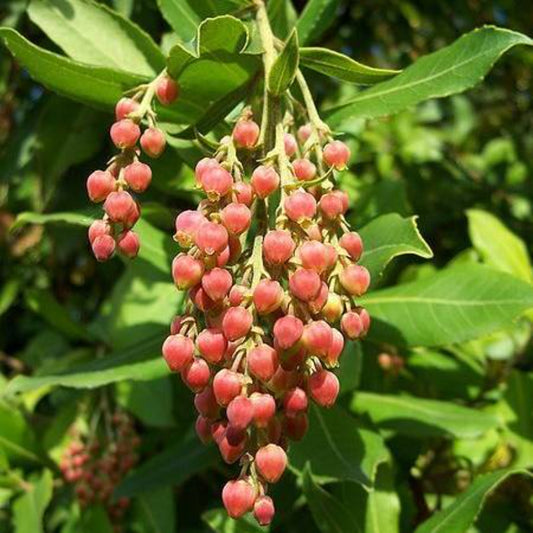 10 Pacific Madrone Tree Seeds | www.seedsplantworld.com