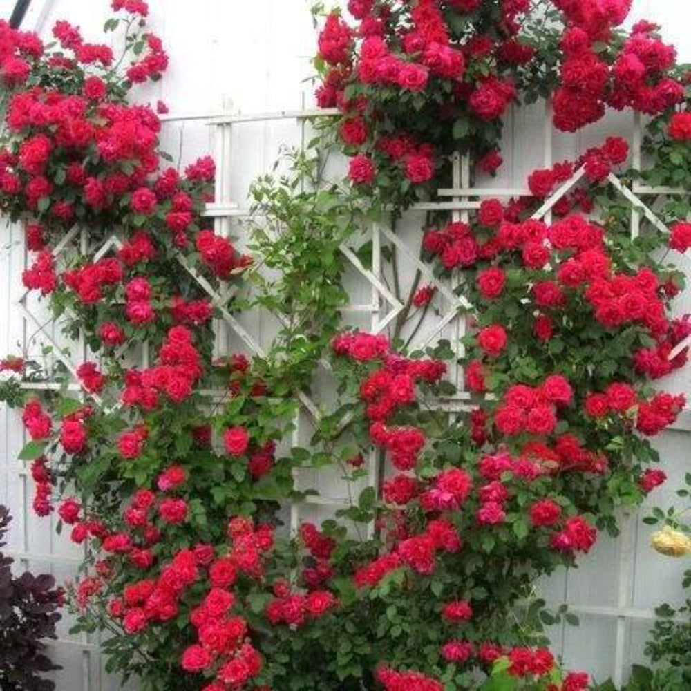 5 Red Climbing Rose Rosa Bush Vine Climber Fragrant Butterfly Flower Seeds | www.seedsplantworld.com