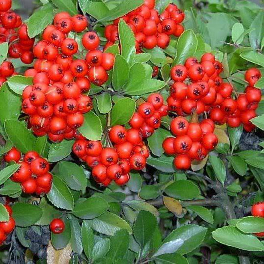 25 Scarlet Firethorn Pyracantha Coccinea Bush Shrub Flower Seeds | www.seedsplantworld.com