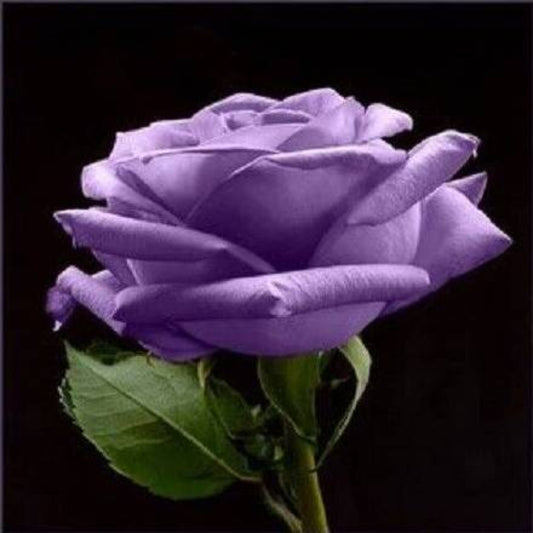 5 Purple Rose Rosa Floribunda Bush Shrub Perennial Flower Seeds | www.seedsplantworld.com