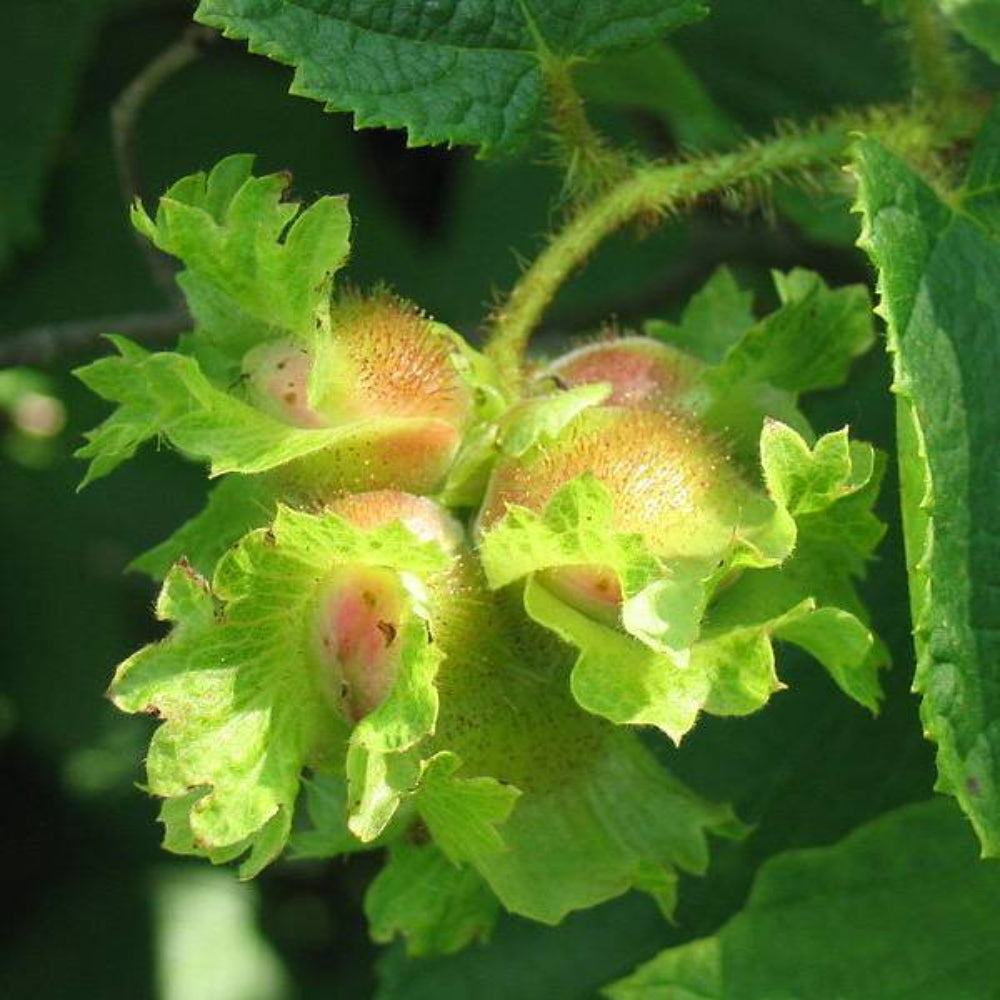 5 American Hazelnut Tree Aka Filbert Corylus Americana Fruit Nut Seeds | www.seedsplantworld.com