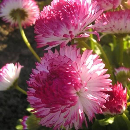 100 Strawberries & Cream English Daisy Bellis Perennis Flower Seeds | www.seedsplantworld.com