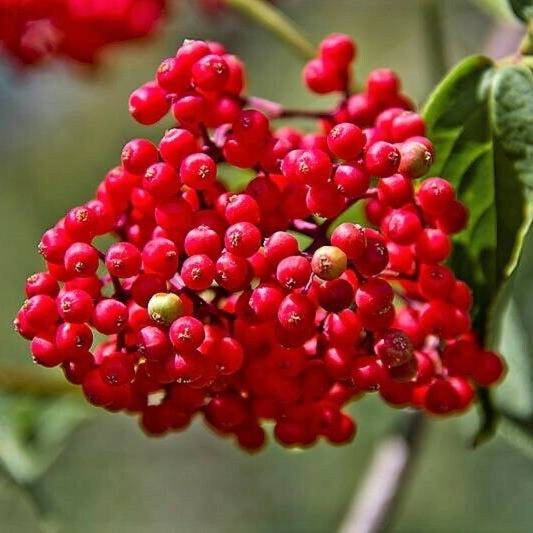 100 Red Elderberry Sambucus Racemosa Mountain Elder Tree Shrub Fruit Seeds | www.seedsplantworld.com