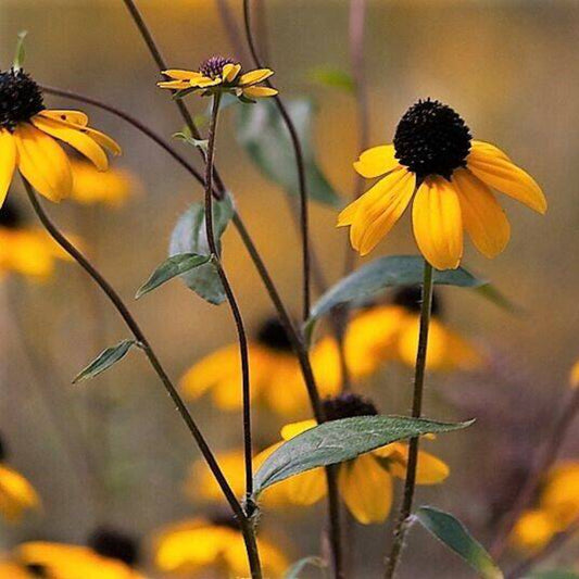 50 Ozark Gold Coneflower Echinacea Paradoxa Yellow Bushs Coneflower Flower Seeds | www.seedsplantworld.com