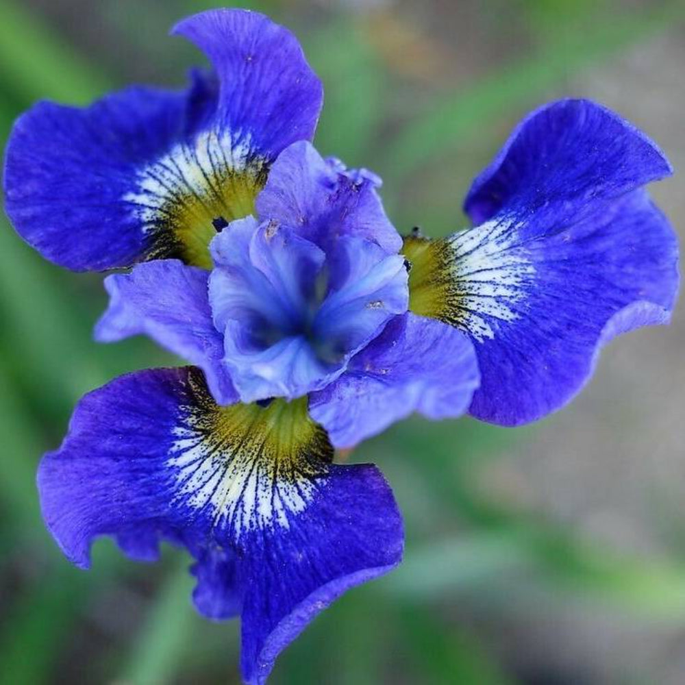 20 Mixed Siberian Iris Sibirica Iris Bicolor Blue Red White Purple Flower Seeds | www.seedsplantworld.com