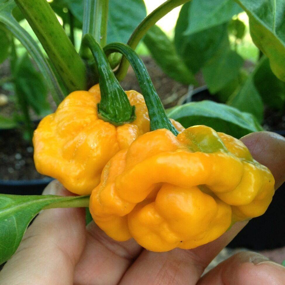 40 Yellow Scotch Bonnet Pepper Very Hot Jamaican Capsicum Annuum Vegetable Seeds | www.seedsplantworld.com