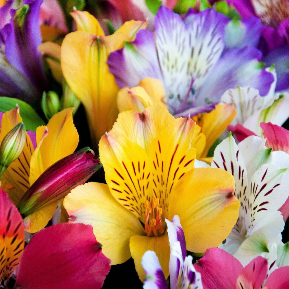 10 Peruvian Lily Mix Alstroemeria Ligtu Myers Hybrids Mixed Colors Flower Seeds | www.seedsplantworld.com