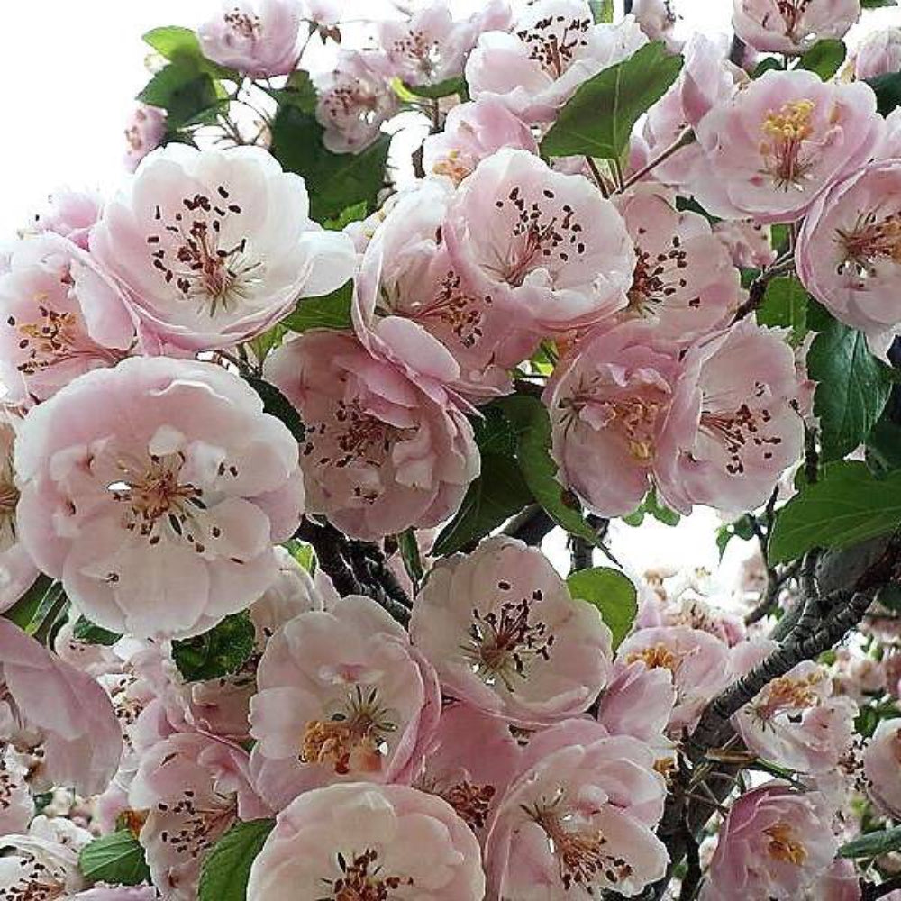 20 English Hawthorn Tree Seeds | www.seedsplantworld.com