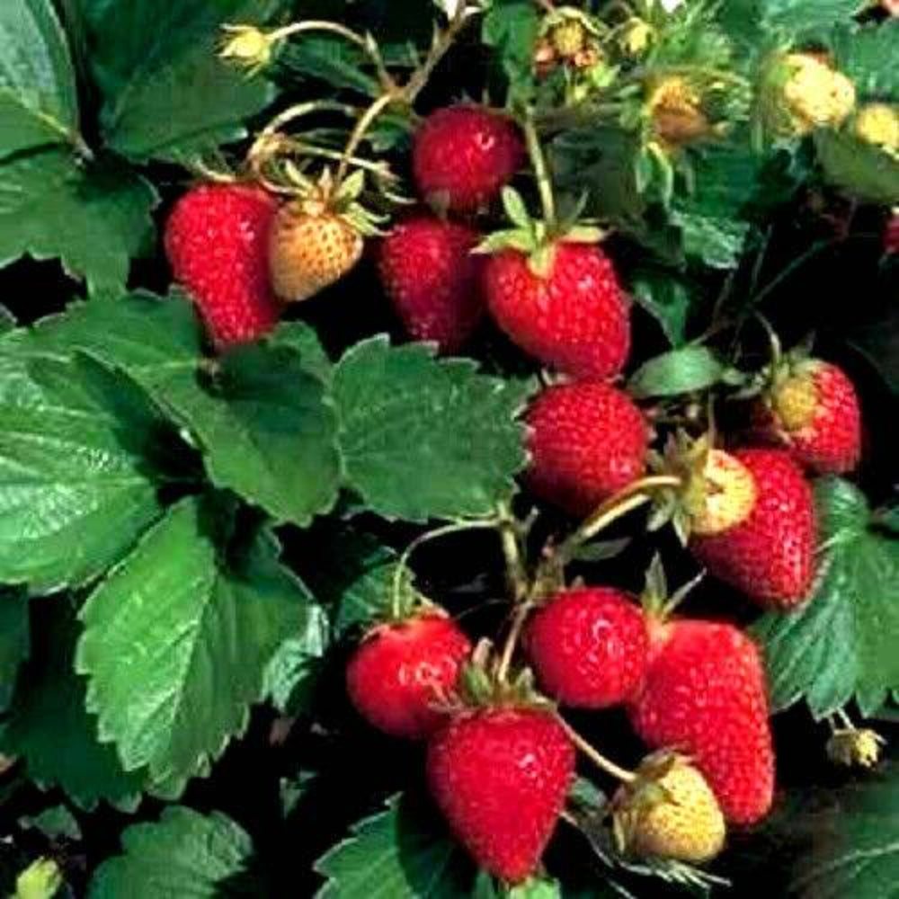 100 Alpine Strawberry Fragaria Vesca Red Fruit Seeds | www.seedsplantworld.com