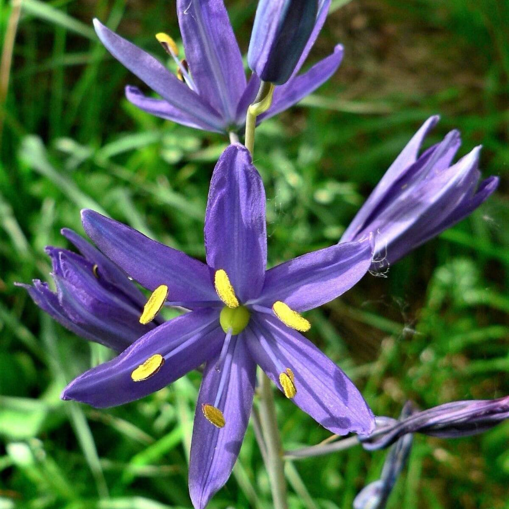 30 Blue Camas Camass Lily Wild Indian Hyacinth Camassia Quamash Flower Seeds | www.seedsplantworld.com