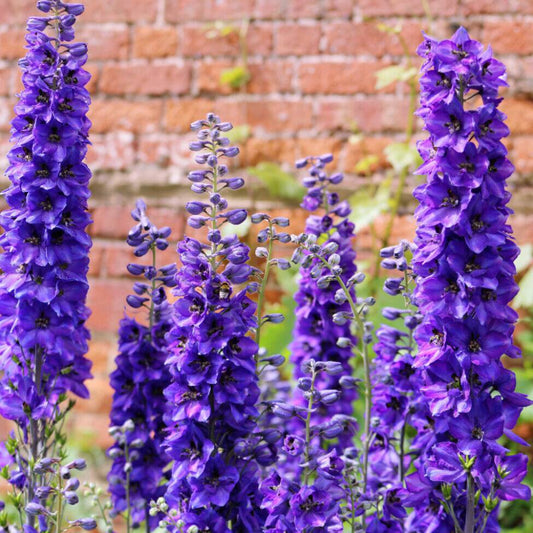 50 Black Knight Delphinium Elatum Cultorum Pacific Giant Larkspur Flower Seeds | www.seedsplantworld.com