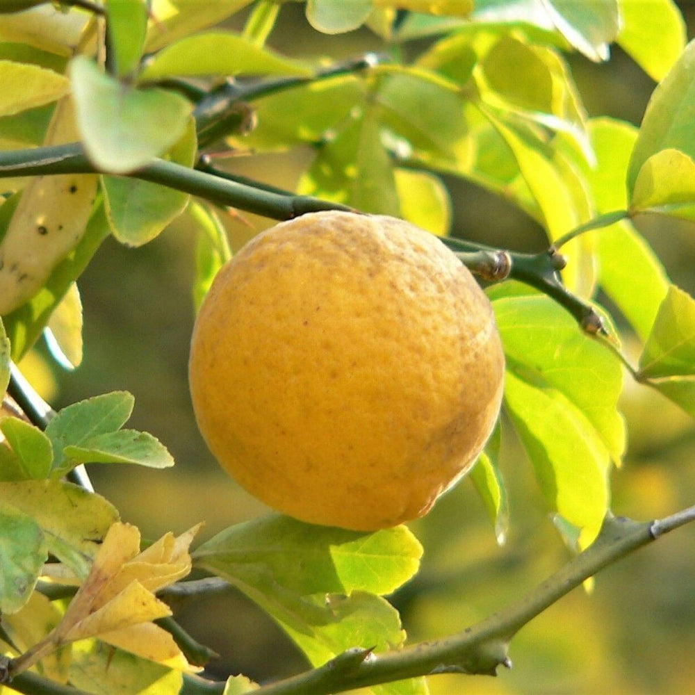 5 Hardy Orange Tree Trifoliate Citrus Trifoliata Poncirus Fruit Flower Seeds | www.seedsplantworld.com