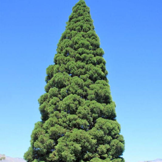 40 Giant Sequoia Sequoiadendron Giganteum Sierra Redwood Tree Seeds | www.seedsplantworld.com