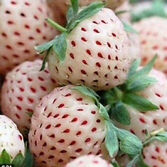 100 White Soul Strawberry Fragaria Vesca Fruit Seeds | www.seedsplantworld.com