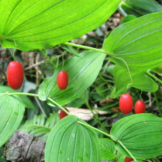 10 Watermelon Berry Streptopus Amplexifolius Native Red Fruit Seeds | www.seedsplantworld.com