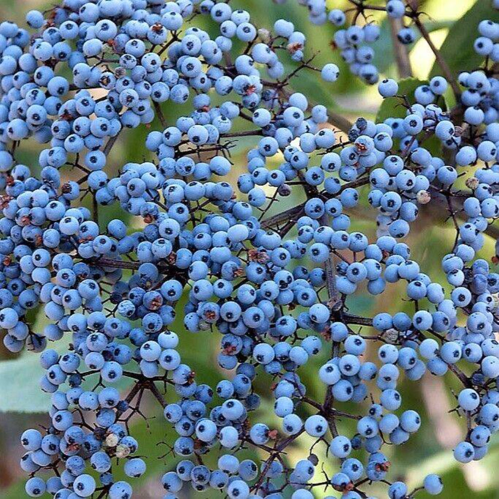 50 Blue Elderberry Sambucus Caerulea Arizona Elder Tree Seeds | www.seedsplantworld.com