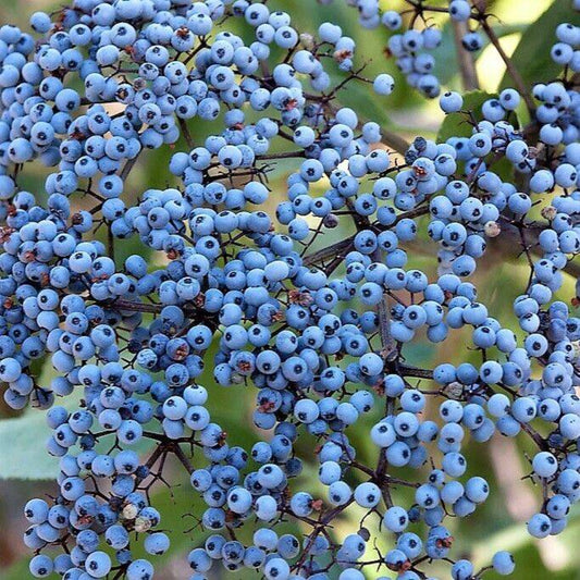 50 Blue Elderberry Sambucus Caerulea Arizona Elder Tree Seeds | www.seedsplantworld.com