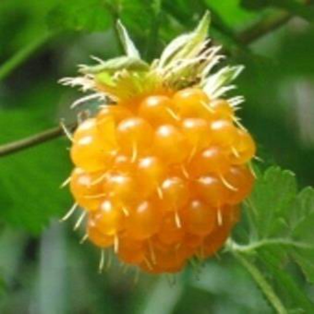 20 Salmonberry Russian Raspberry Rubus Spectabilis Fruit Seeds | www.seedsplantworld.com