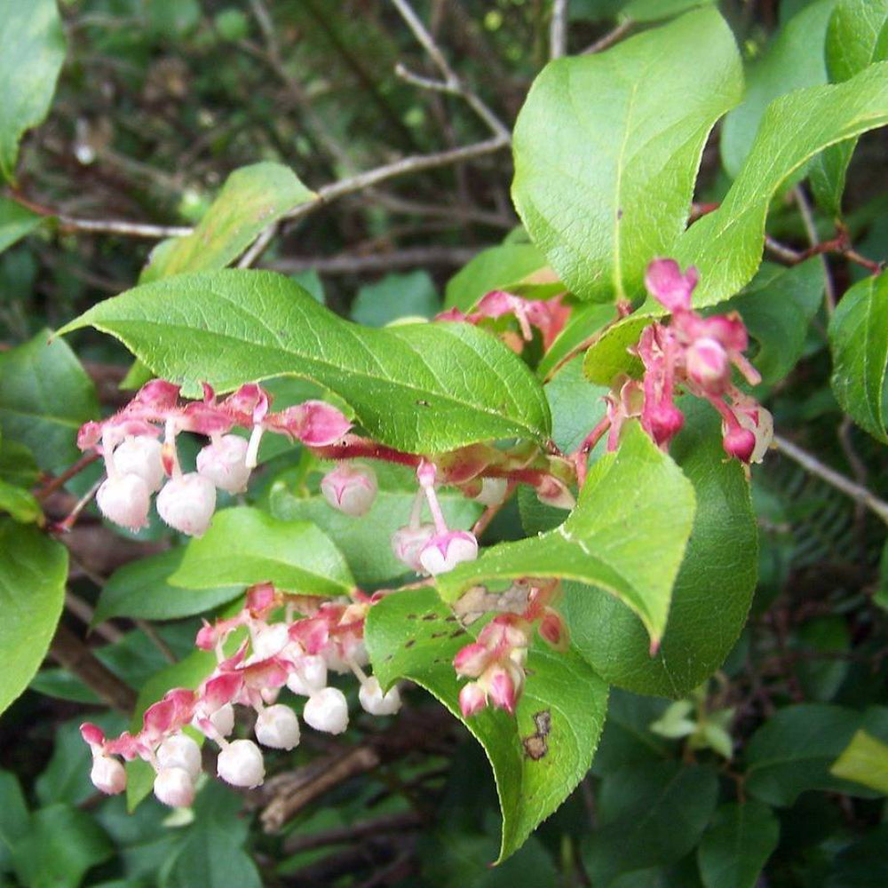 40 Salal Berry Gaultheria Shallon Pink White Flowers Blue Fruit Seeds | www.seedsplantworld.com