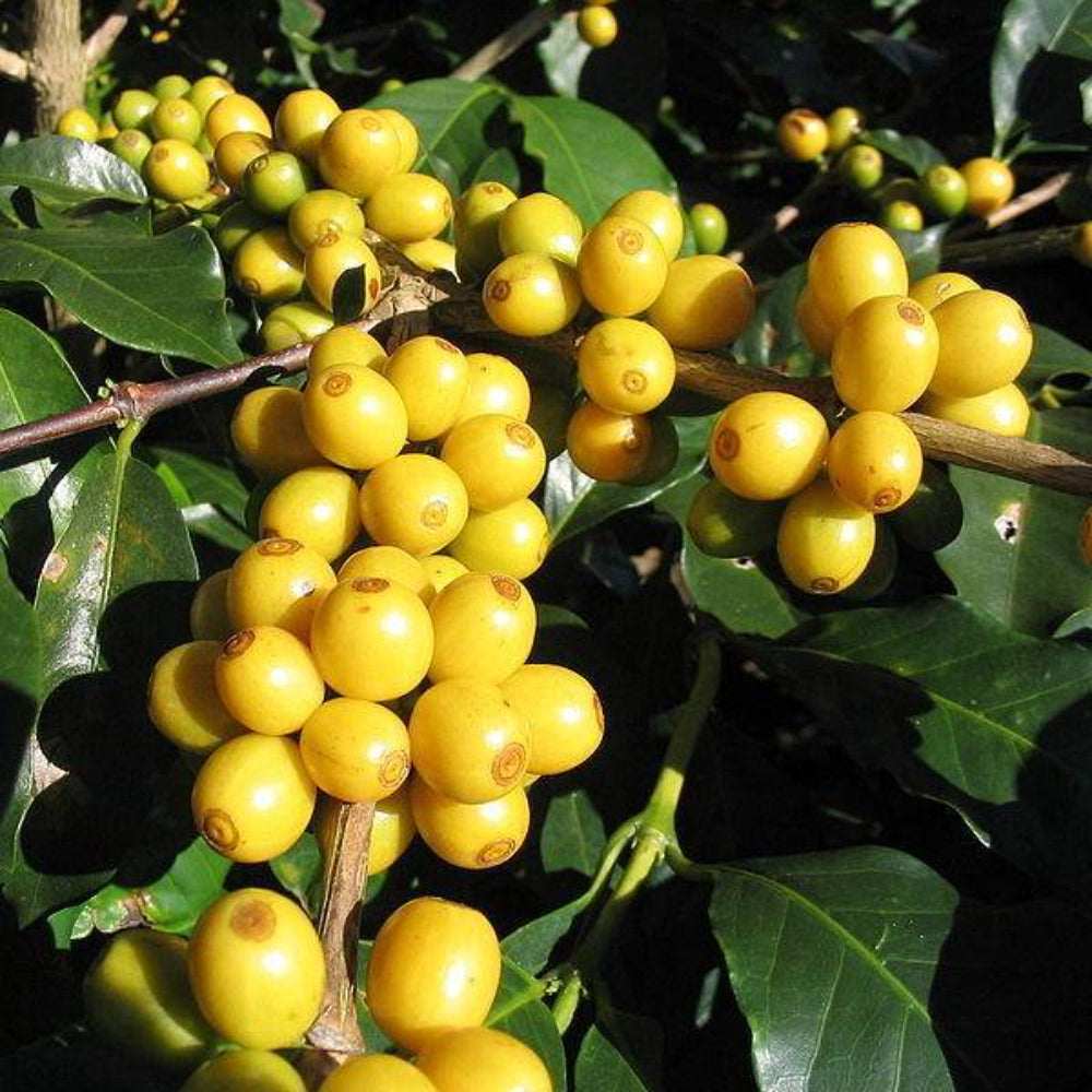 15 Arabica Coffee Tree Seeds | www.seedsplantworld.com