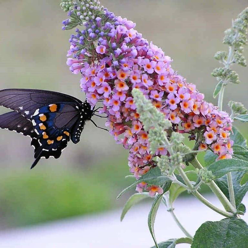 100 Mixed Colors Butterfly BUSH Buddleia Davidii Flower Seeds | www.seedsplantworld.com