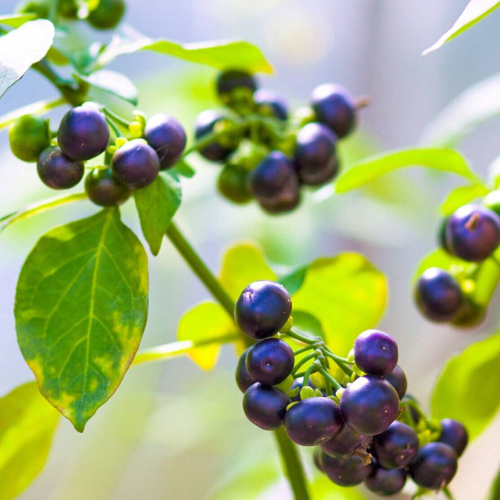 100 Wonderberry Sunberry Solanum Burbankii Retroflexum Fruit Seeds | www.seedsplantworld.com