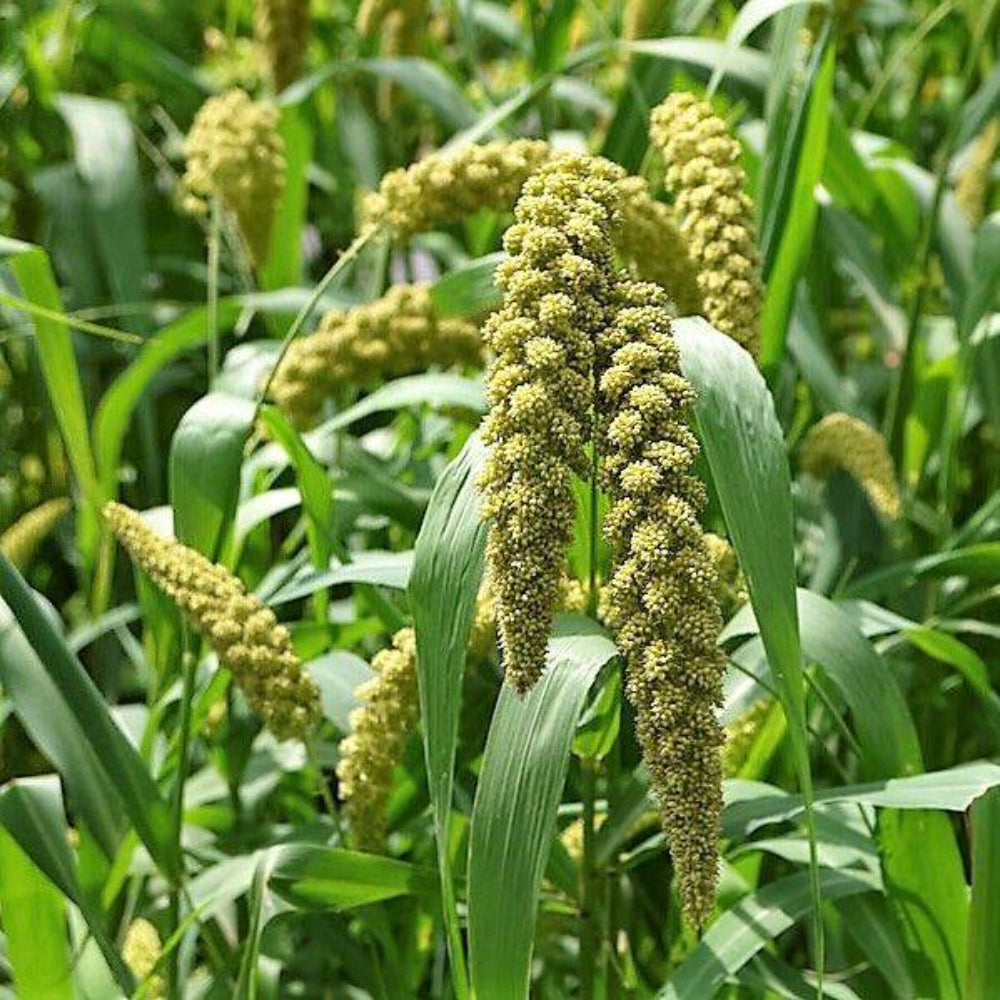 50 Limelight Spray Millet Light Lime Green Flower Setaria Italica Grass Seeds | www.seedsplantworld.com