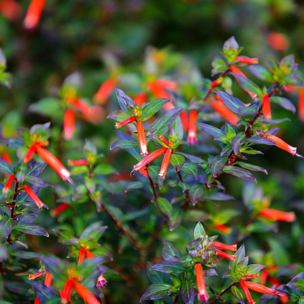 10 Red Cigar Plant Mexican Firecracker Cuphea Ignea Hummingbird Flower Seeds | www.seedsplantworld.com